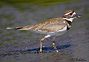 Charadrius vociferus